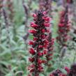 Hadinec červený - Echium maculatum