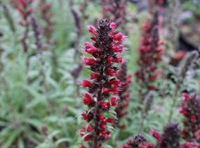 Hadinec červený - Echium maculatum