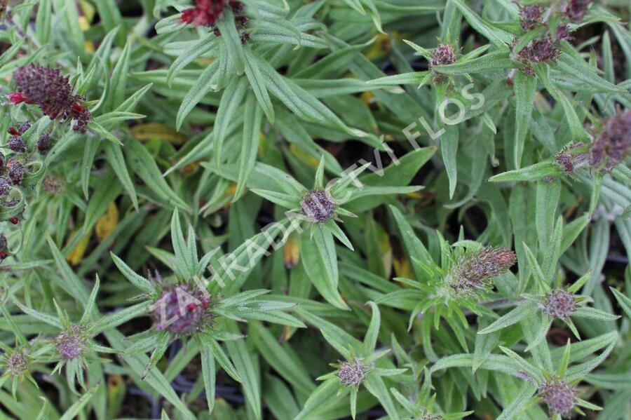 Hadinec červený - Echium maculatum