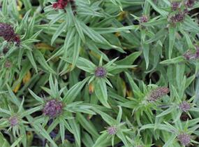 Hadinec červený - Echium maculatum