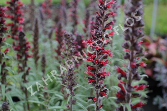 Hadinec červený - Echium maculatum