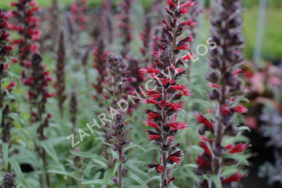 Hadinec červený - Echium maculatum