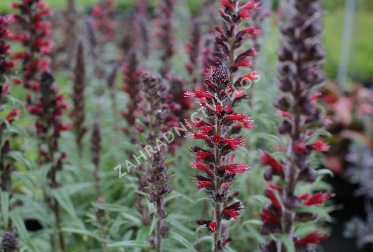 Hadinec červený - Echium maculatum