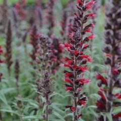 Hadinec červený - Echium maculatum