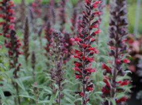 Hadinec červený - Echium maculatum