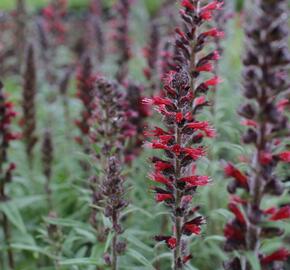 Hadinec červený - Echium maculatum