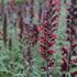 Echium maculatum.JPG