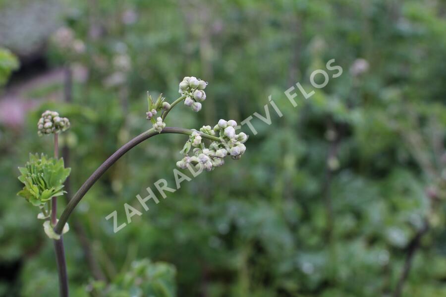 Žluťucha orlíčkolistá - Thalictrum aquilegifolium