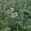 Žluťucha orlíčkolistá - Thalictrum aquilegifolium