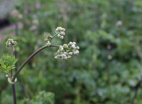 Žluťucha orlíčkolistá - Thalictrum aquilegifolium