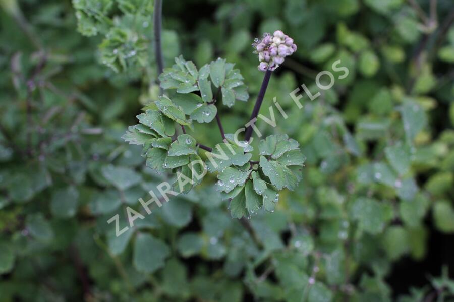 Žluťucha orlíčkolistá - Thalictrum aquilegifolium