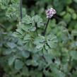 Žluťucha orlíčkolistá - Thalictrum aquilegifolium