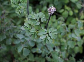 Žluťucha orlíčkolistá - Thalictrum aquilegifolium