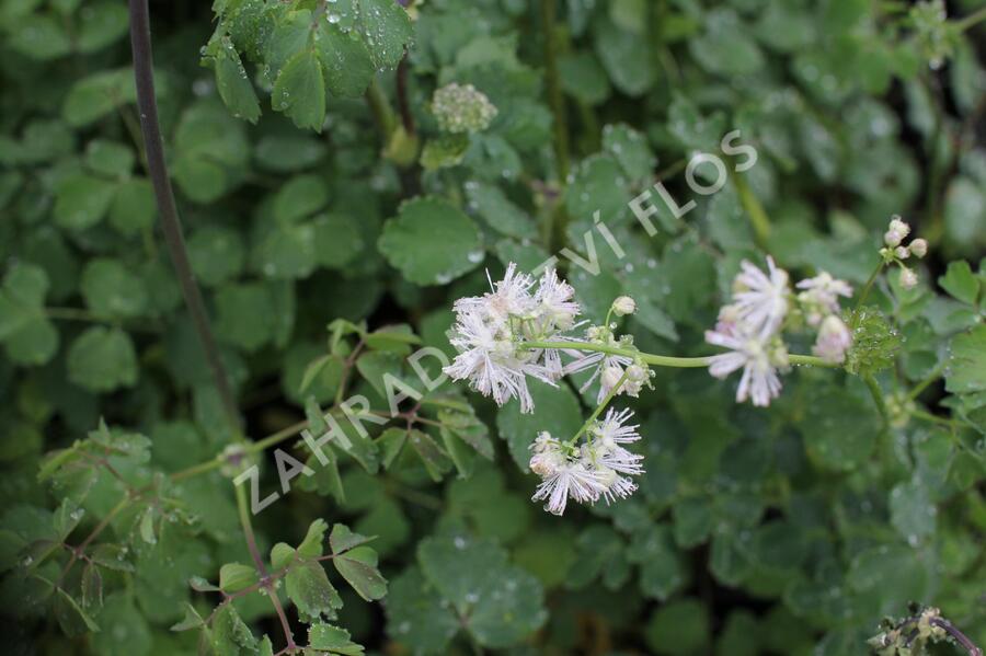 Žluťucha orlíčkolistá - Thalictrum aquilegifolium