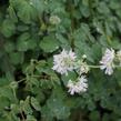 Žluťucha orlíčkolistá - Thalictrum aquilegifolium