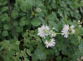 Žluťucha orlíčkolistá - Thalictrum aquilegifolium