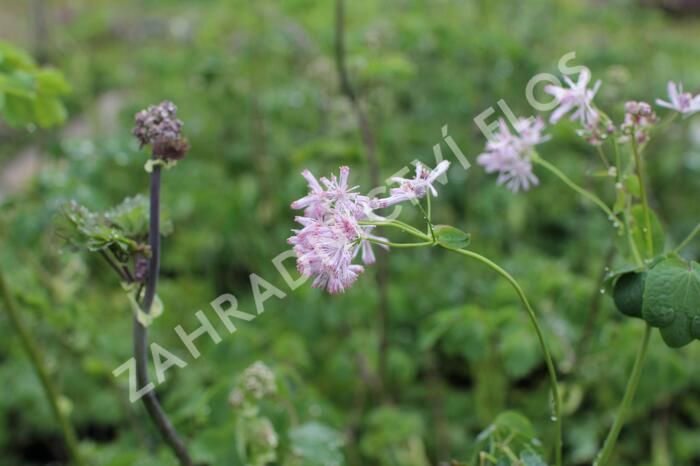 Žluťucha orlíčkolistá - Thalictrum aquilegifolium