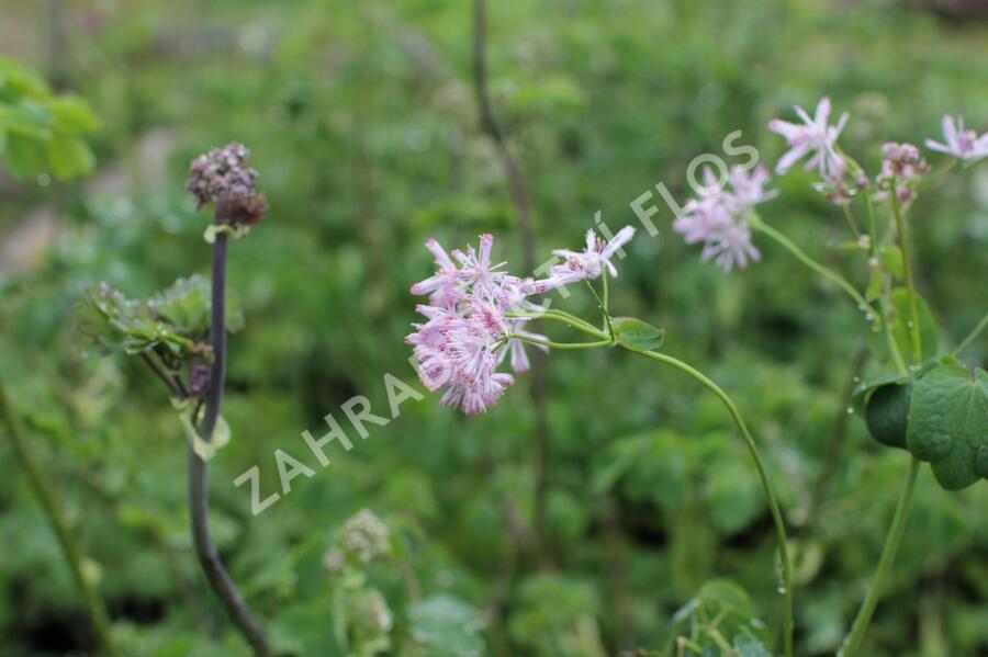 Žluťucha orlíčkolistá - Thalictrum aquilegifolium