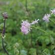 Žluťucha orlíčkolistá - Thalictrum aquilegifolium