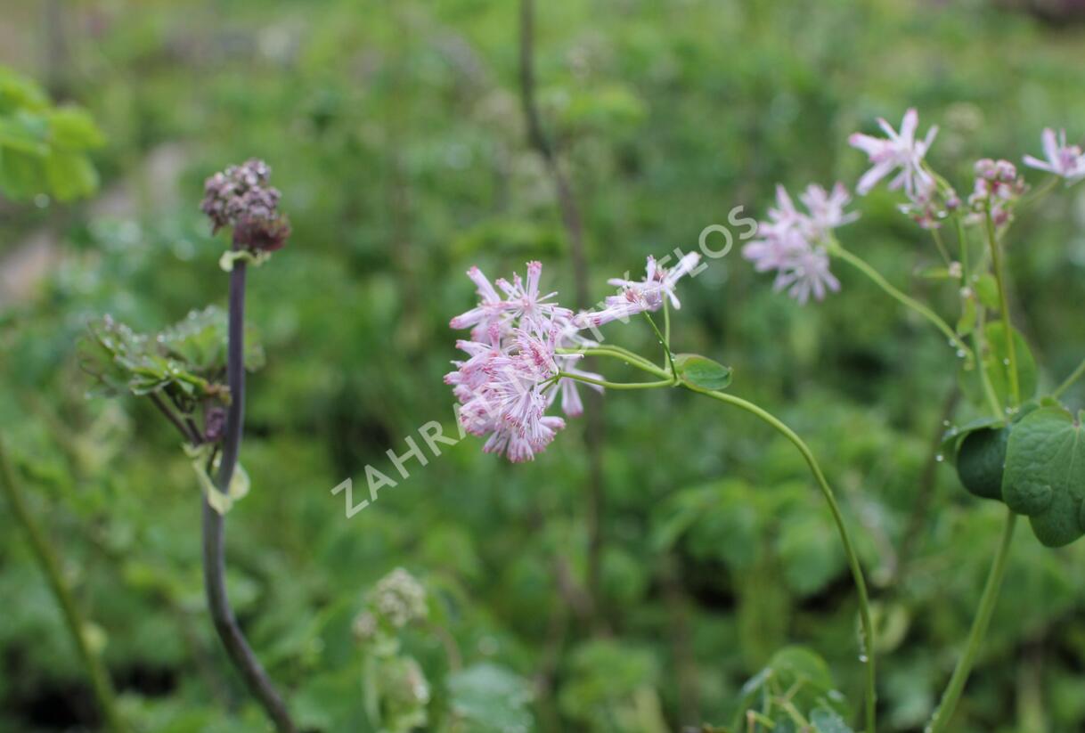 Žluťucha orlíčkolistá - Thalictrum aquilegifolium