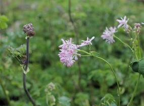 Žluťucha orlíčkolistá - Thalictrum aquilegifolium