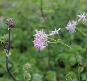 Žluťucha orlíčkolistá - Thalictrum aquilegifolium