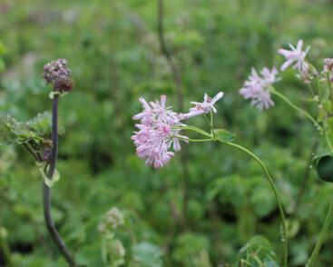 Žluťucha orlíčkolistá