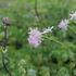 Thalictrum aquilegifolium.JPG