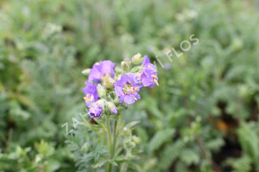 Jirnice lepkavá 'Blue Whirl' - Polemonium viscosum 'Blue Whirl'