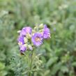 Jirnice lepkavá 'Blue Whirl' - Polemonium viscosum 'Blue Whirl'