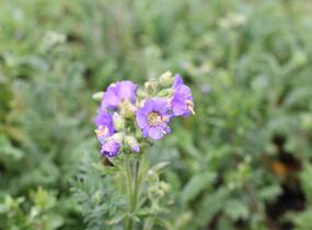 Jirnice lepkavá 'Blue Whirl' - Polemonium viscosum 'Blue Whirl'