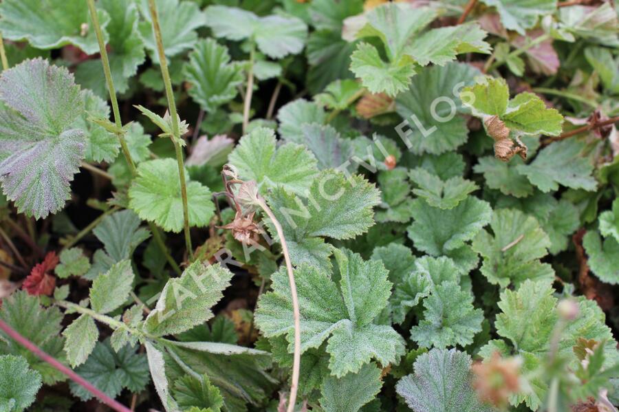 Kuklík šarlatový 'Borisii-Strain' - Geum coccineum 'Borisii-Strain'