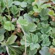Kuklík šarlatový 'Borisii-Strain' - Geum coccineum 'Borisii-Strain'