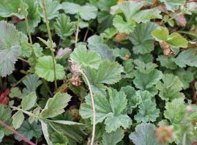 Kuklík šarlatový 'Borisii-Strain' - Geum coccineum 'Borisii-Strain'