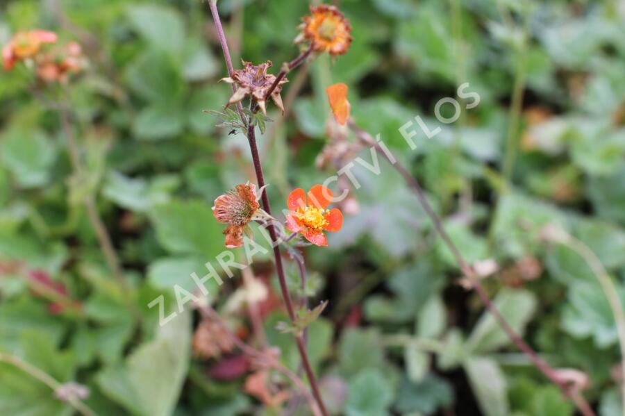 Kuklík šarlatový 'Borisii-Strain' - Geum coccineum 'Borisii-Strain'