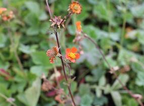 Kuklík šarlatový 'Borisii-Strain' - Geum coccineum 'Borisii-Strain'