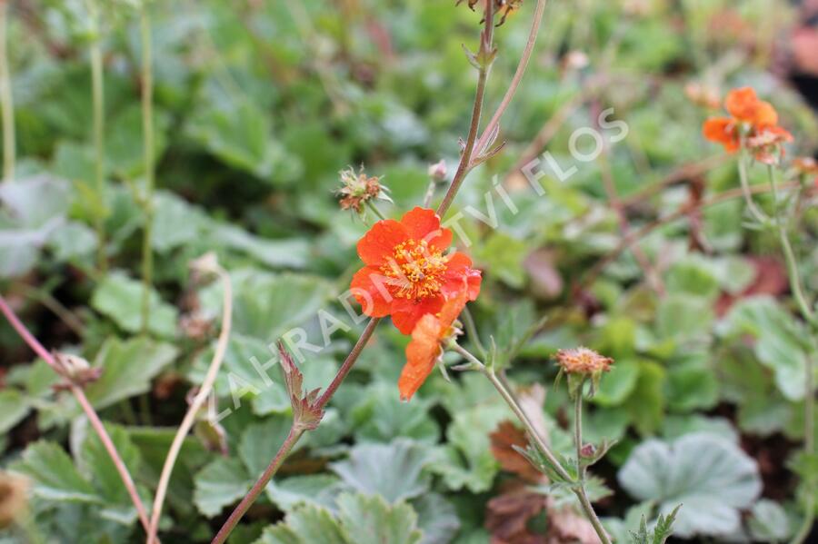 Kuklík šarlatový 'Borisii-Strain' - Geum coccineum 'Borisii-Strain'