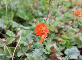 Kuklík šarlatový 'Borisii-Strain' - Geum coccineum 'Borisii-Strain'