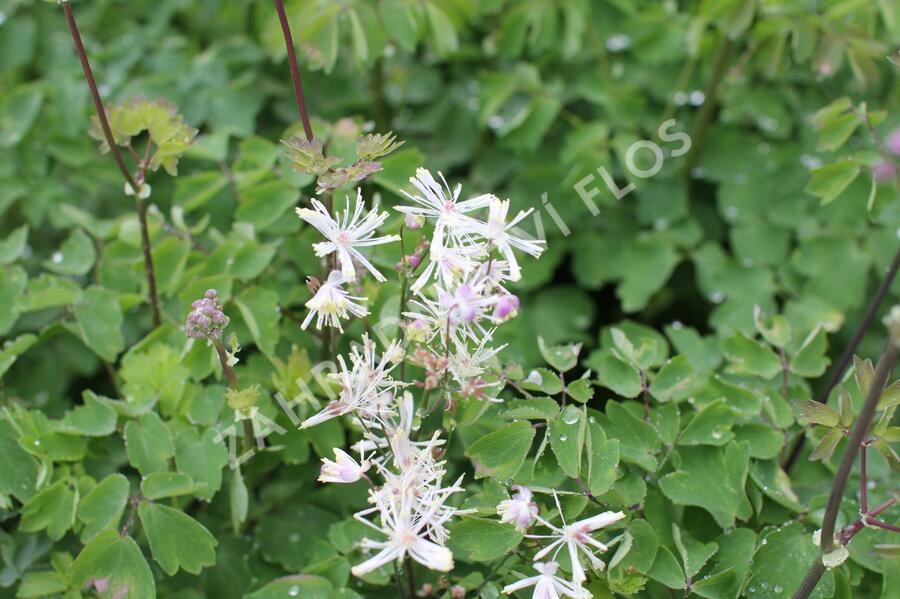 Žluťucha orlíčkolistá 'Nimbus White' - Thalictrum aquilegifolium 'Nimbus White'