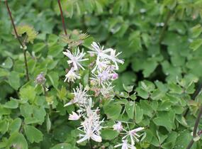 Žluťucha orlíčkolistá 'Nimbus White' - Thalictrum aquilegifolium 'Nimbus White'