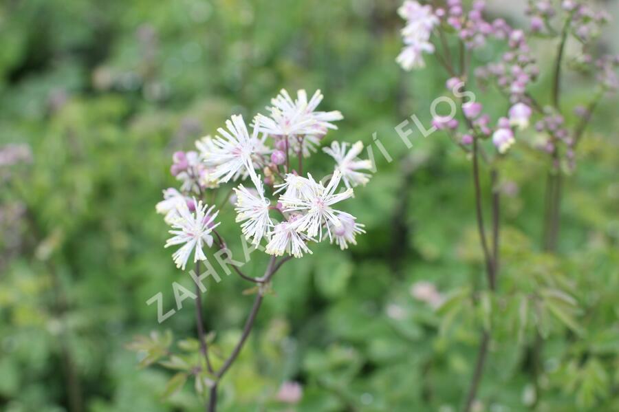 Žluťucha orlíčkolistá 'Nimbus White' - Thalictrum aquilegifolium 'Nimbus White'