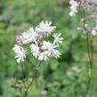 Žluťucha orlíčkolistá 'Nimbus White' - Thalictrum aquilegifolium 'Nimbus White'