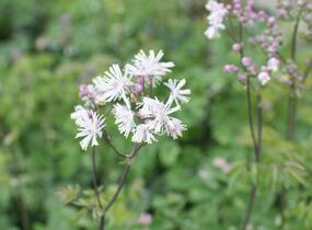 Žluťucha orlíčkolistá 'Nimbus White' - Thalictrum aquilegifolium 'Nimbus White'