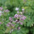 Žluťucha 'Nimbus White' - Thalictrum 'Nimbus White'®