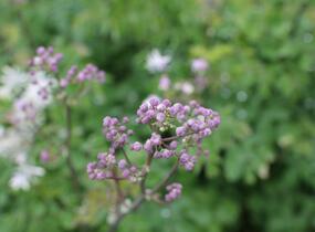 Žluťucha orlíčkolistá 'Nimbus White' - Thalictrum aquilegifolium 'Nimbus White'