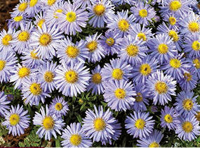 Hvězdnice novobelgická 'Milka' - Aster novi-belgii 'Milka'