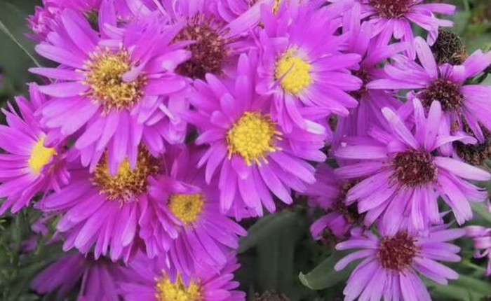 Hvězdnice novobelgická 'Elta' - Aster novi-belgii 'Elta'