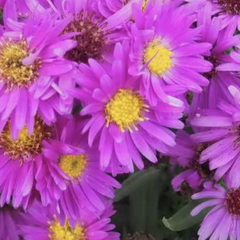 Hvězdnice novobelgická 'Elta' - Aster novi-belgii 'Elta'