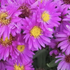 Aster novi-belgii 'Elta'.png