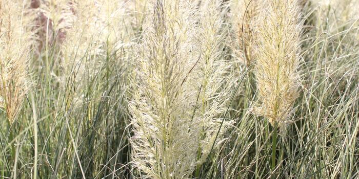 Cortaderia selloana 'Esperanta' (1)